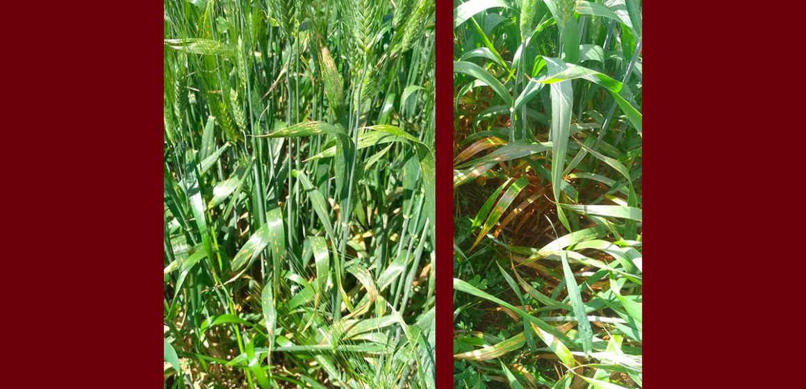 بعد رصدها مرضي التبقع السبتوري و البرونزي بأغلب حقول القمح، وزارة الفلاحة توصي…