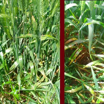 بعد رصدها مرضي التبقع السبتوري و البرونزي بأغلب حقول القمح، وزارة الفلاحة توصي…