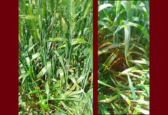 بعد رصدها مرضي التبقع السبتوري و البرونزي بأغلب حقول القمح، وزارة الفلاحة توصي…