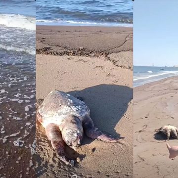 حملة Stop Pollution توثق نفوقا جماعيا للسلاحف البحرية (فيديو)