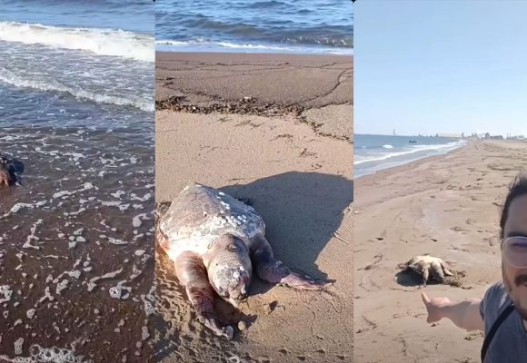 حملة Stop Pollution توثق نفوقا جماعيا للسلاحف البحرية (فيديو)