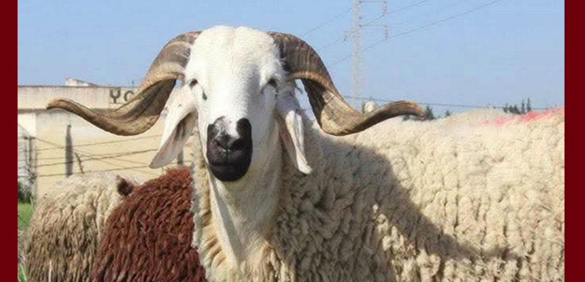 بالمناسبة: حين يصبح “التبعبيع” رفاهية وطنية