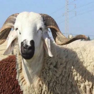 الخروف بالمناسبة: حين يصبح “التبعبيع” رفاهية وطنية
