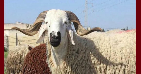 بالمناسبة: حين يصبح “التبعبيع” رفاهية وطنية