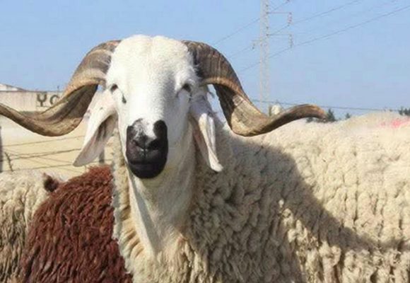 بالمناسبة: حين يصبح “التبعبيع” رفاهية وطنية