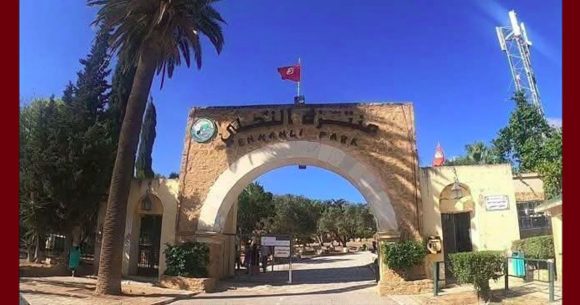 حفاظا على السلامة العامة، غلق منتزه النحلي مدة يوم لصيد الخنزير البري (فيديو)