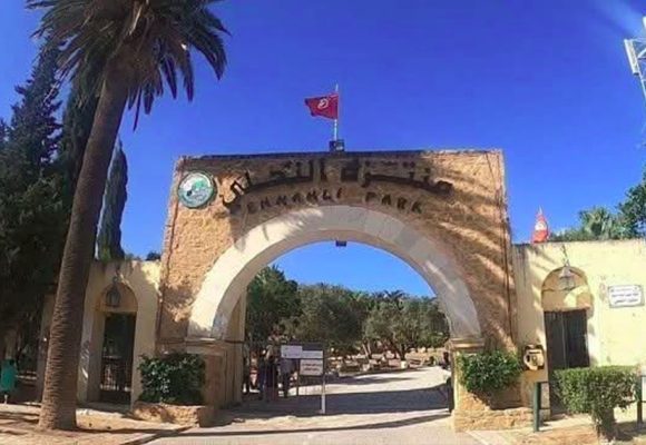 حفاظا على السلامة العامة، غلق منتزه النحلي مدة يوم لصيد الخنزير البري (فيديو)