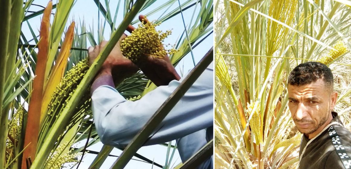 مواسم “الذكار” في نفزاوة : حين تروي النخلة ذاكرة الأرض