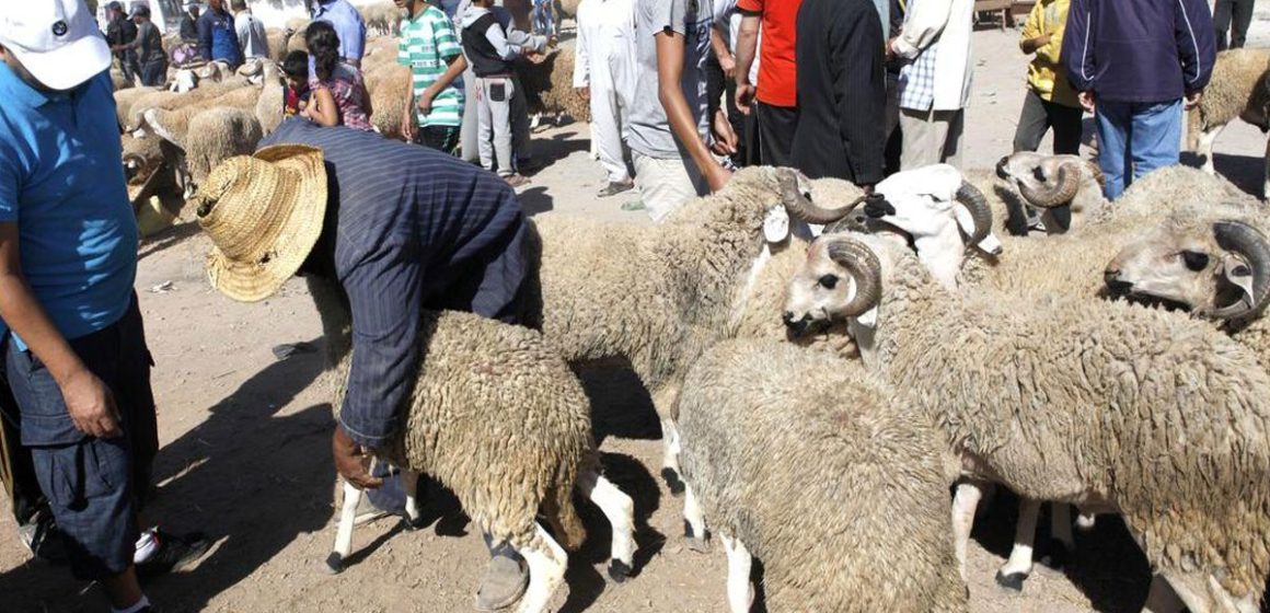 Souk-Moutons-Aid حين يصبح العيد بعيد المنال
