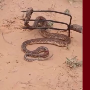 سيدي بوزيد: تزايد تواجد الكبرى يقلق اللأهالي…