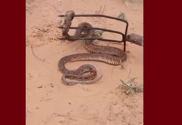 سيدي بوزيد: تزايد تواجد الكبرى يقلق اللأهالي…