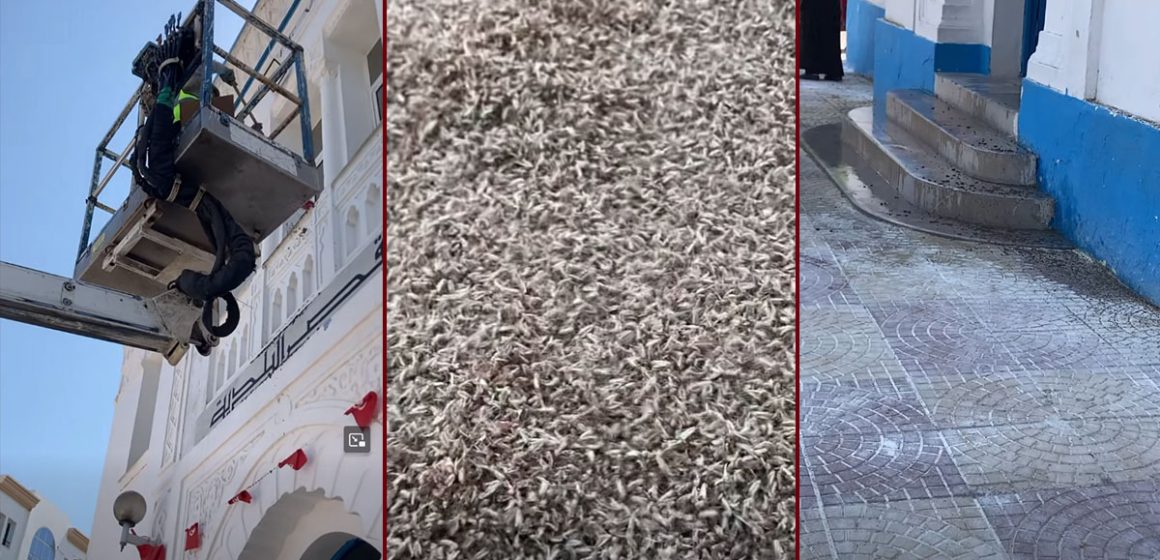 بيئة: ناموس كبير يغزو البلاد و المسؤولون لا حياة لمن تنادي… (فيديو)