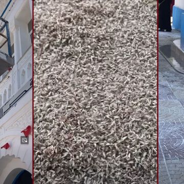 00 بيئة: ناموس كبير يغزو البلاد و المسؤولون لا حياة لمن تنادي… (فيديو)
