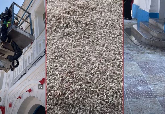بيئة: ناموس كبير يغزو البلاد و المسؤولون لا حياة لمن تنادي… (فيديو)