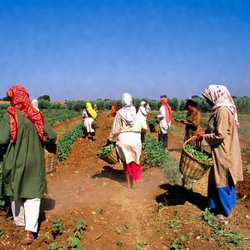 جبنيانة-صفاقس: وفاة العاملة الفلاحية دليلة عبد المؤمن، أم لطفلين جراء ضربة شمس أثناء عملها