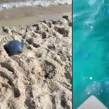 الحريقة حمدي حشاد يكتب عن أسباب هجوم الحريقة بصفة مكثفة على شواطئ تونس