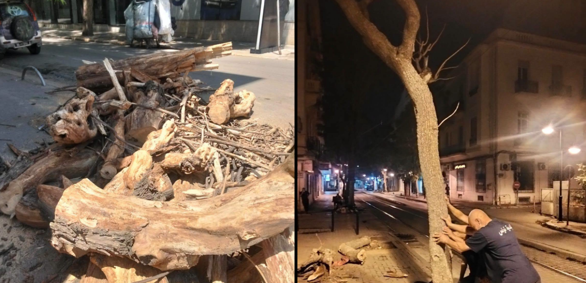 Arbre Tunis تداول فيديو يوثق ازالة شجرة اثار الغضب، بلدية تونس توضح