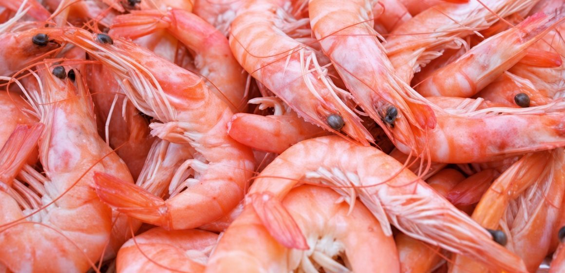 crevettes إيطاليا تدعو مورّديها إلى تعليق شراء الcrevettes التونسية إلى نهاية سنة 2026