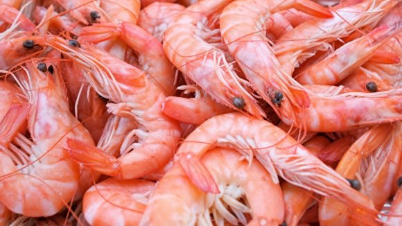 crevettes إيطاليا تدعو مورّديها إلى تعليق شراء الcrevettes التونسية إلى نهاية سنة 2026