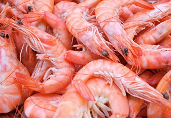 إيطاليا تدعو مورّديها إلى تعليق شراء الcrevettes التونسية إلى نهاية سنة 2026