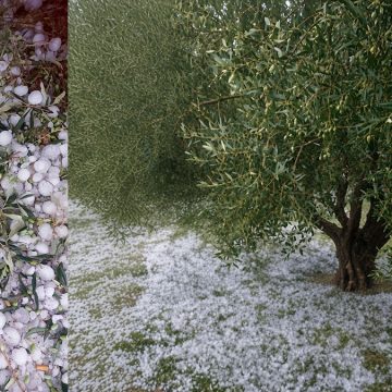 البرد سبيبة: تساقط للبَرَد يتسبب في أضرار كبيرة بالقطاع الفلاحي