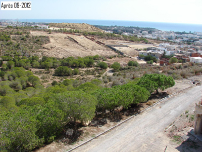 Forêt de Hammamet, on déboise à tout-va