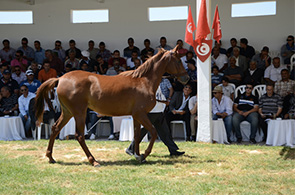 Haras de Sidi Thabet