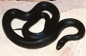 Serpent noir