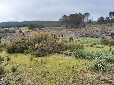 Forêt Sidi Mechreg Tunisie 2