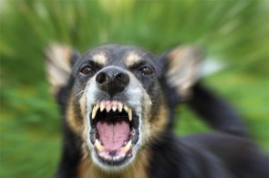 chien enrage 3 24