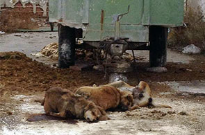 Cadavre-chien