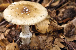 champignons 11 20