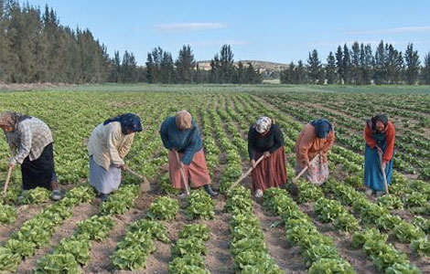 Agriculture-Banniere