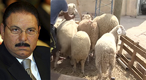 Les-moutons-de-Larbi-Nasra