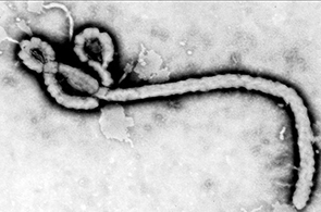 Virus-Ebola