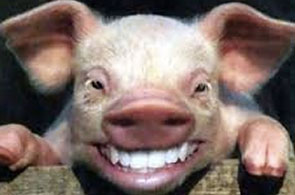 Porc-halal