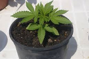 Pot-de-cannabis