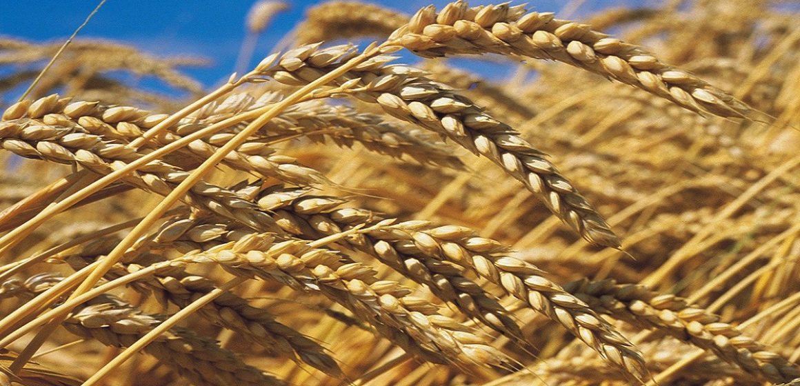 Le prix du blé tendre sur le marché mondial augmente de 70% en un an