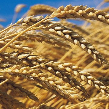 Le prix du blé tendre sur le marché mondial augmente de 70% en un an