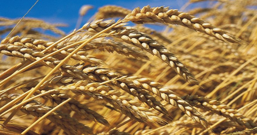 Le prix du blé tendre sur le marché mondial augmente de 70% en un an