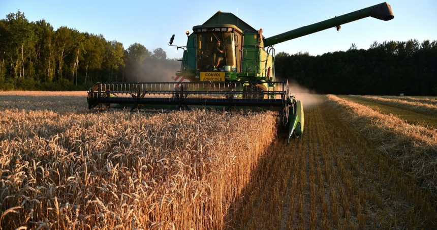Tunisie : La production des céréales en hausse de 30%