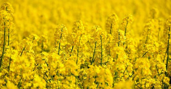 La Tunisie projette d&rsquo;atteindre 100 000 hectares de colza  