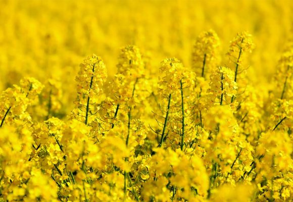 La Tunisie projette d&rsquo;atteindre 100 000 hectares de colza  