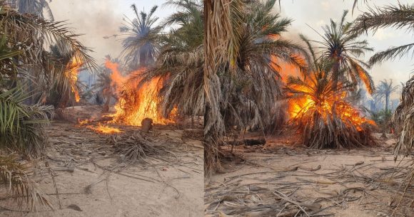 Gabès : Près de 600 palmiers ravagés par un incendie à El-Hamma
