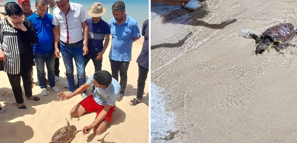 Protection de l’environnement marin tunisien : Journée mondiale de la tortue célébrée à la plage de Zouaraa à Béja (Apal)