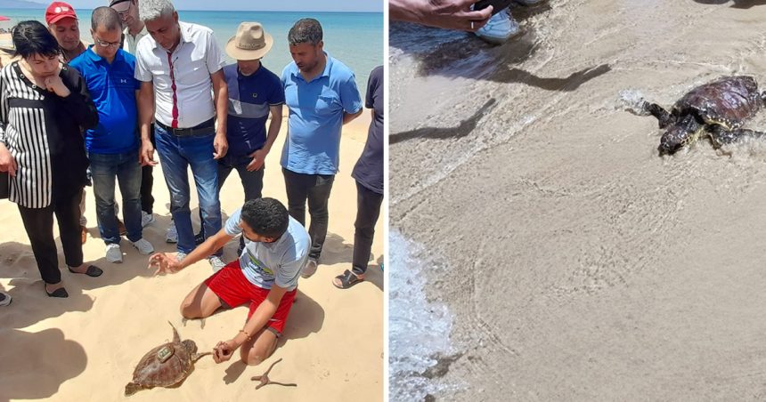 Protection de l’environnement marin tunisien : Journée mondiale de la tortue célébrée à la plage de Zouaraa à Béja (Apal)