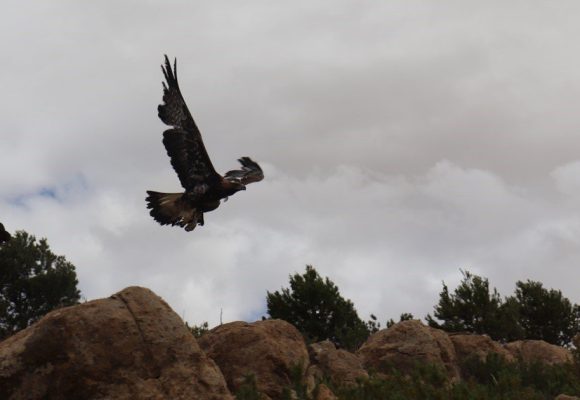 Tunisie -Siliana : Retour en images sur «L’ascension de Watan », l’aigle royal qui a retrouvé sa liberté