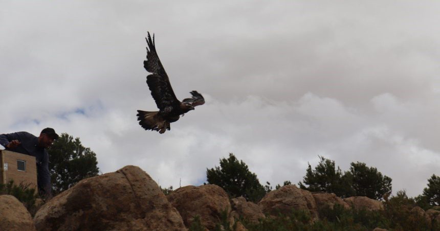 Tunisie -Siliana : Retour en images sur «L’ascension de Watan », l’aigle royal qui a retrouvé sa liberté