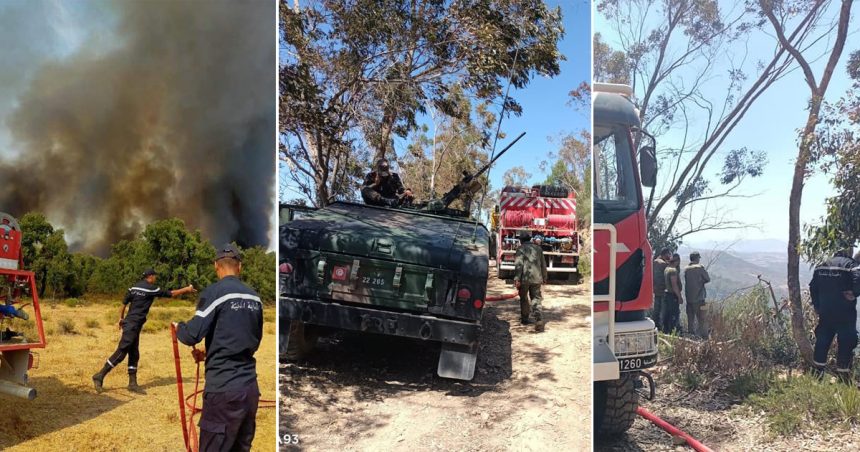 Incendie à Bousalem : Deux hectares ravagés par les flammes à Jebel Zitoun