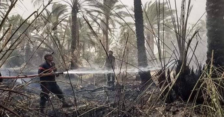 Tunisie : Près de 10 hectares de palmiers ravagés par l’incendie à l’oasis Debdaba à Gabès